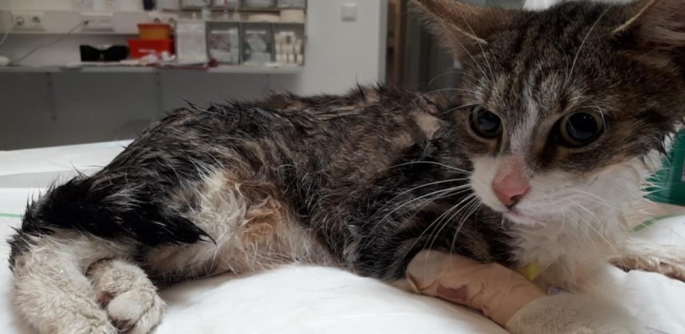 Kätzchen Penelope am Weg der Besserung.