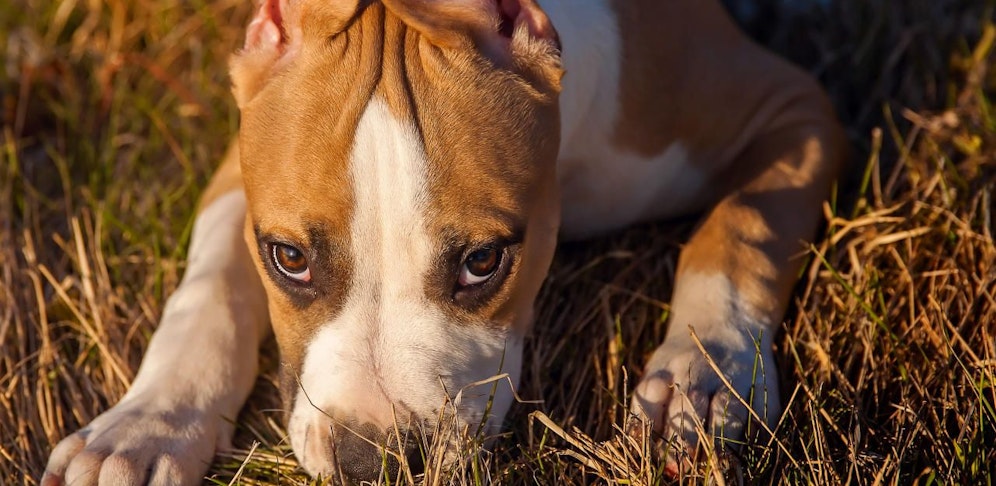 Eine 4 Monate alte Staffordshire-Mix-Hündin soll von seinem Besitzer tödlich verletzt worden sein. (Symbolbild)