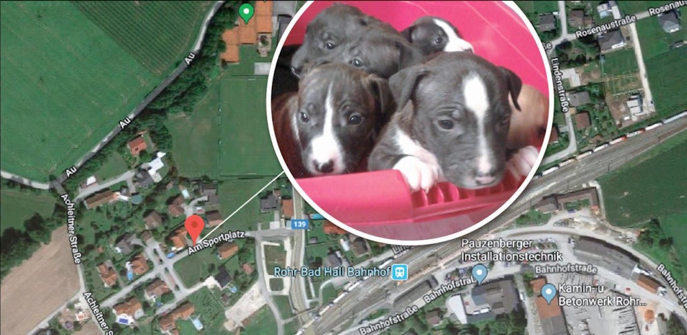 Die Hundewelpen wurden einfach ausgesetzt.