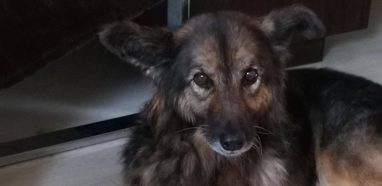 Heute.at - Herrl betrunken: Stafford fiel Hund und Frau an