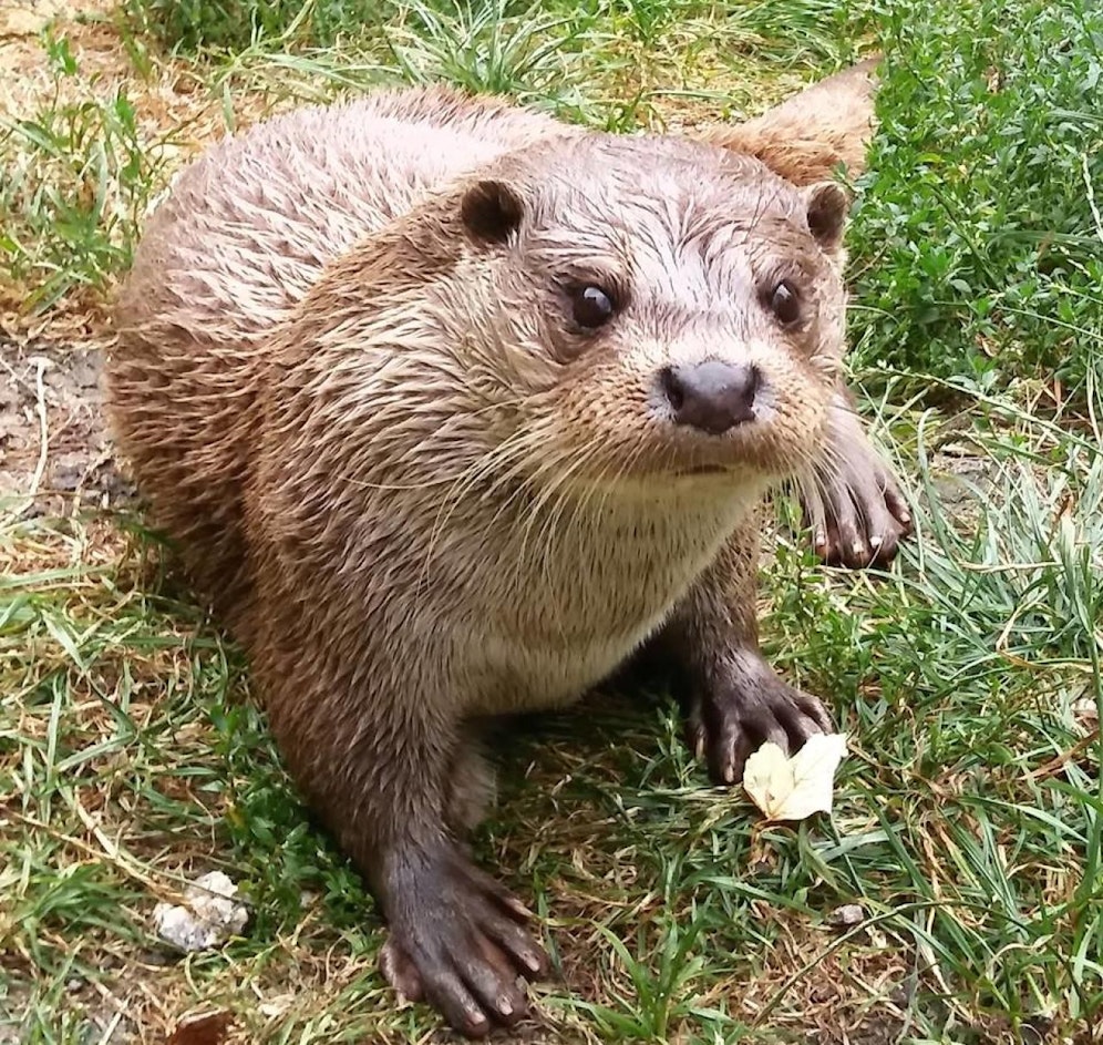 Die Mitarbeiter des Unterwasserreichs in Schrems nehmen Abschied von "Laszlo".