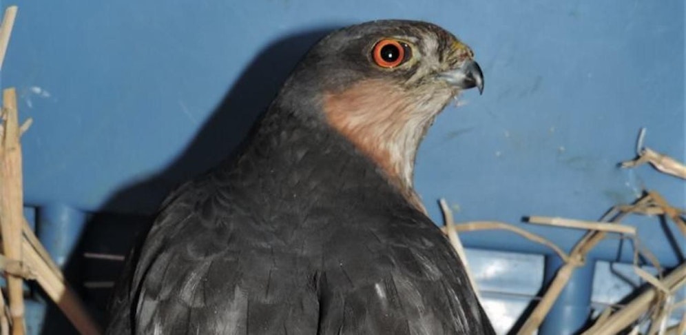 Dieses Sperbermännchen wird nun in Haringsee aufgepäppelt.