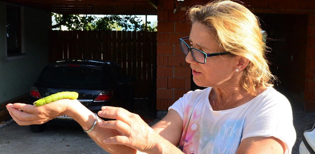 Heute.at - Frau findet Monsterraupe beim Gemüse im Garten