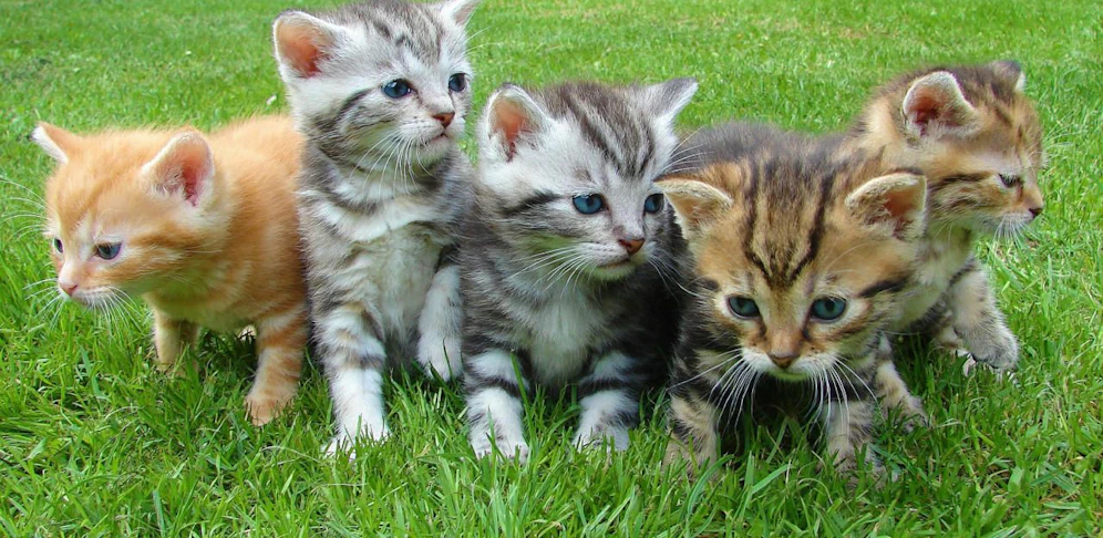 Die Katzenbabys wurden in einem Altglascontainer gefunden
