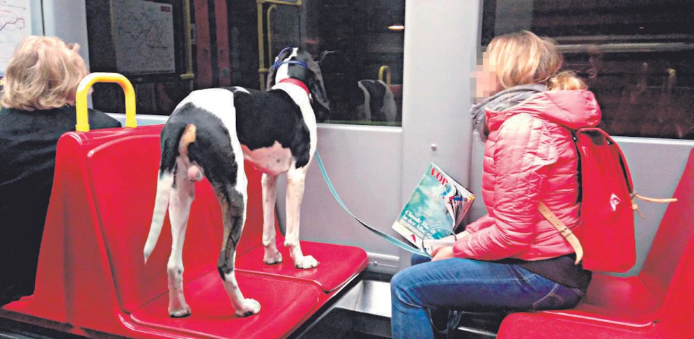Ein ungewöhnlicher Anblick in der U6
