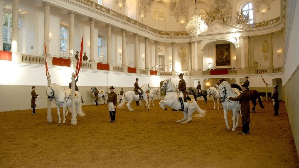 Hofreitschule bietet Kurse für Lipizzaner-Tanz - Niederösterreich | heute.at