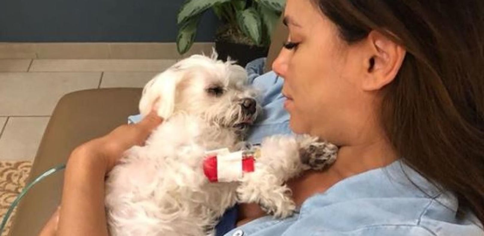 Eva Longoria trauert um ihren geliebten Hund Jinxy