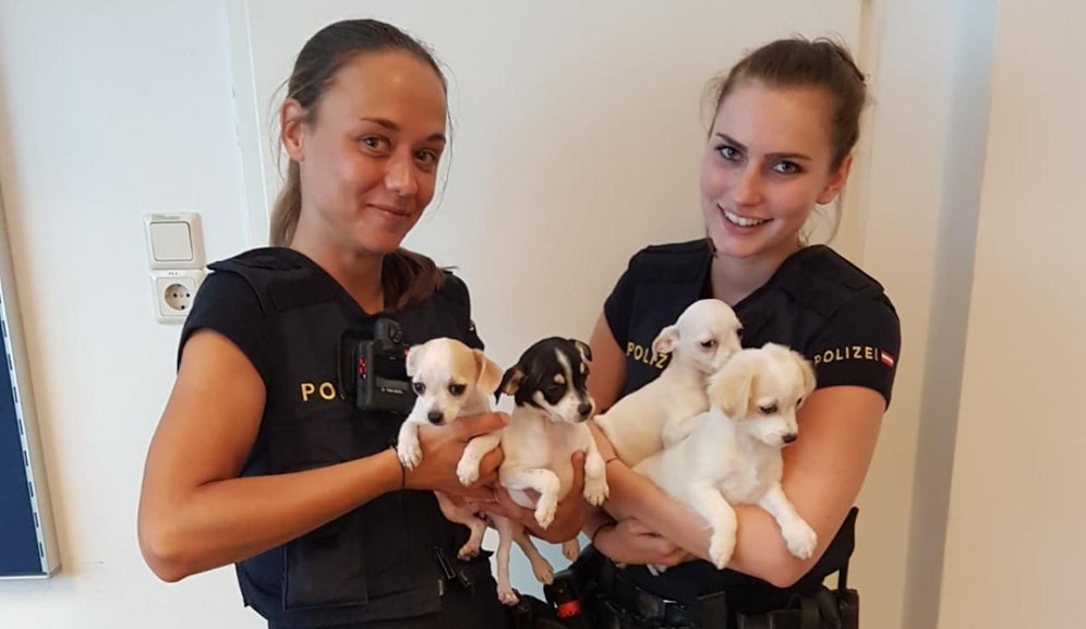 Die Hunde wurden ins Tierquartier gebracht.