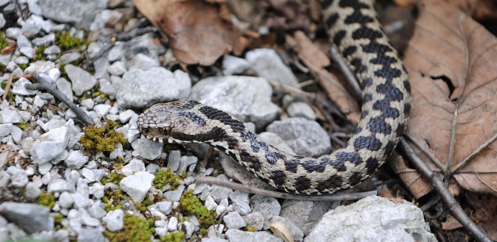 Eine Kreuzotter dürfte am Ötscher zugebissen haben.