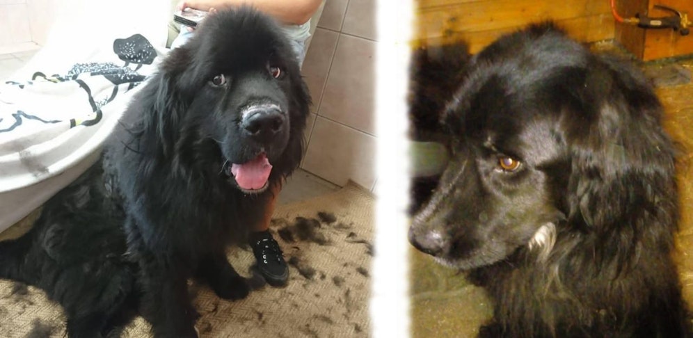 Bärli (li.) und Luna (re.) wurden beschlagnahmt. Sie werden jetzt im Tierheim Krems aufgepäppelt.