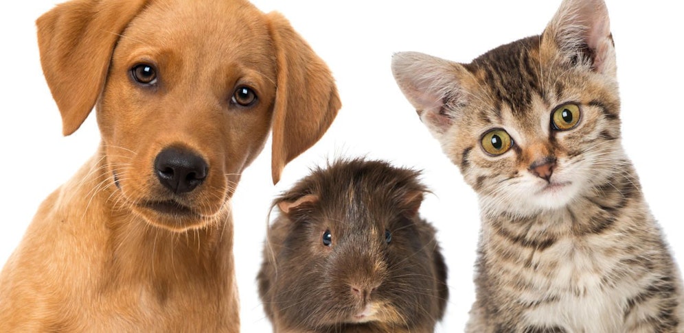 Einbruch in ein Geschäft für Hunde-, Katzen- und Nagerartikel in Waidhofen/Thaya