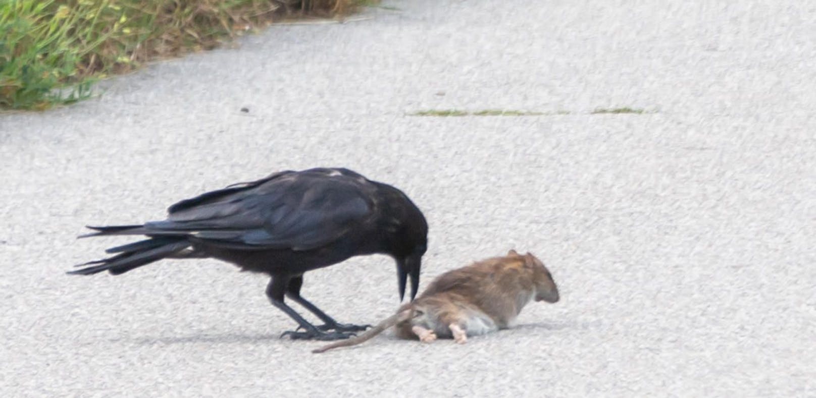 Hier attackieren zwei Krähen eine große Ratte