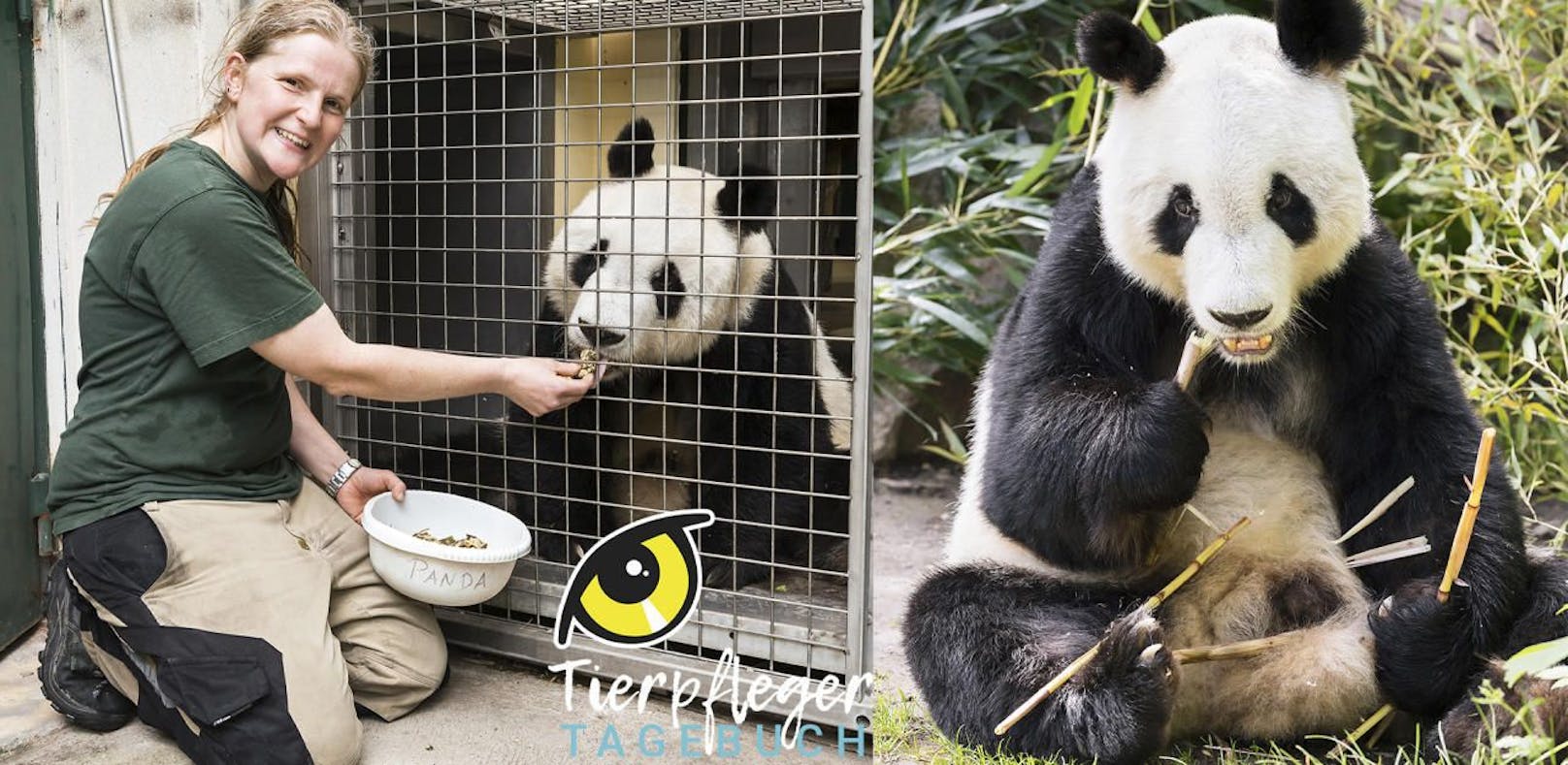 So geht's Panda Yuan Yuan nach einem Monat im Zoo