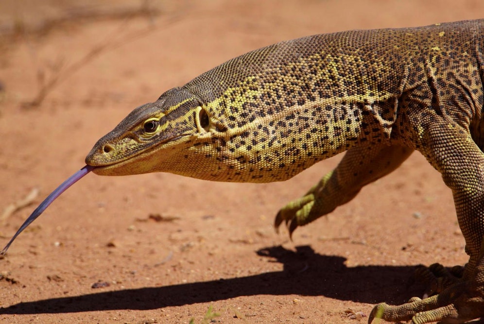 Ein Arguswaran (Varanus panoptes) in Queensland, Australien. Symbolbild