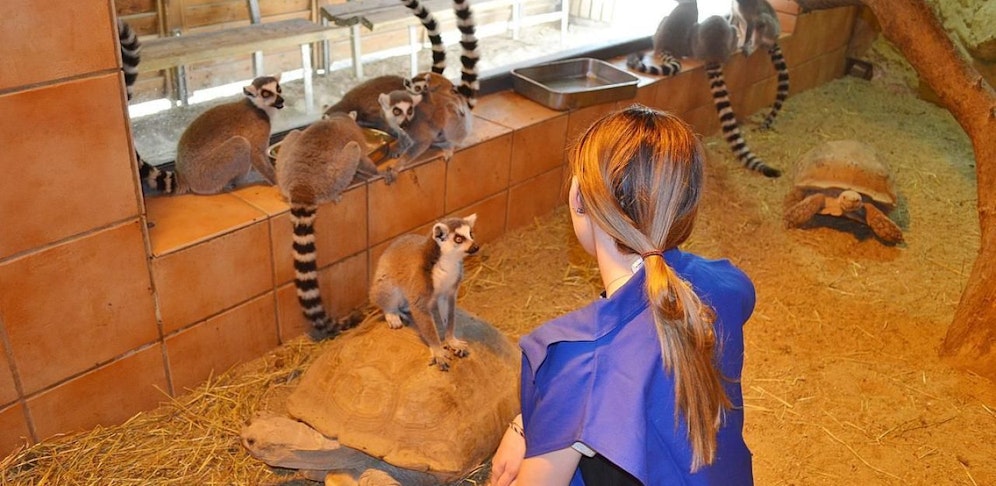 In Wels kann man sich zum Tierpfleger ausbilden lassen. Die Konditionen sind jetzt attraktiver gemacht worden.