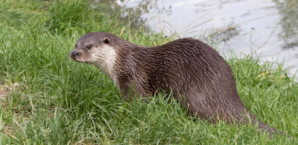 40 Fischotter dürfen in NÖ "entnommen" werden.