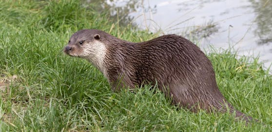 40 Fischotter dürfen in NÖ "entnommen" werden.