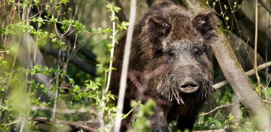 Wildschweine verirren sich immer wieder in die Stadt.