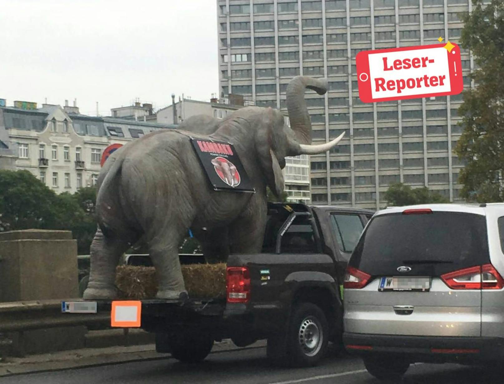 Der Elefant genießt den Fahrtwind in der Wiener Innenstadt. 