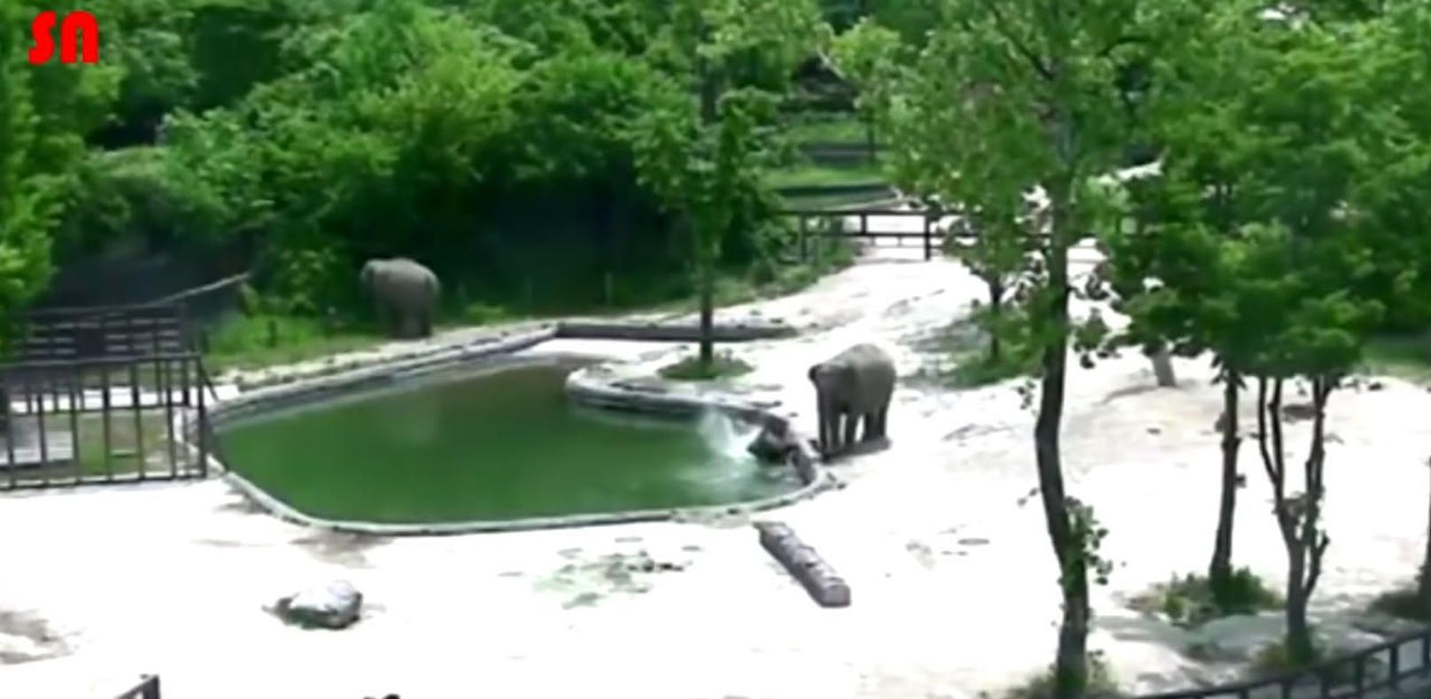 Elefanten retten Junges vor dem Ertrinken
