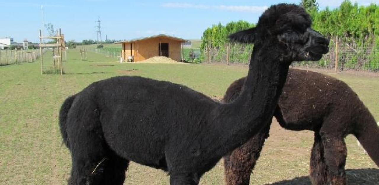 Heute.at - Entführung: Sind Diego und Fernando im Zirkus?