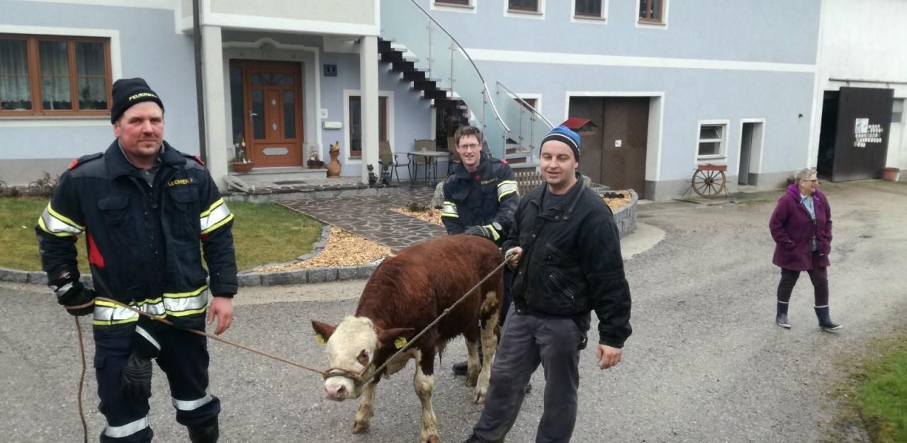 Heute.at - Stierkalb brach aus Stall aus: Verfolgungsjagd!