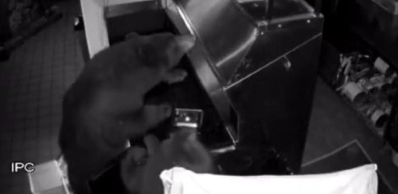 Heute.at - Bärenfamilie frisst Pizzeria komplett leer