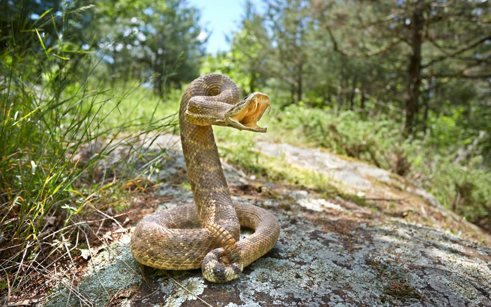 rattlesnake on a rock