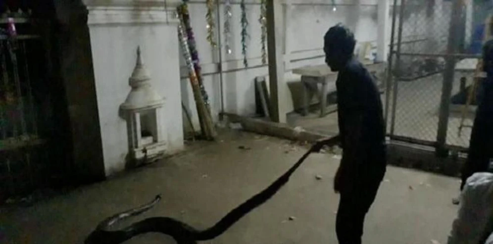 In Thailand erwürgte ein 3-Meter-Python den Tierhalter (55): Laut "Bangkok Post" soll es diese Schlange gewesen sein. 