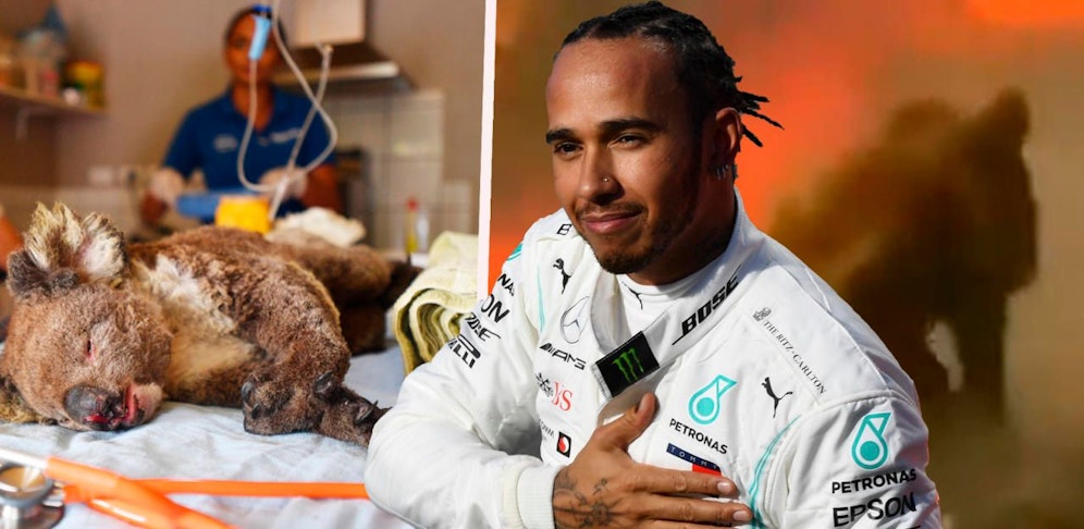 Lewis Hamilton unterstützt unter anderem Koalas, die durch die Buschbrände in Australien gefährdet sind.