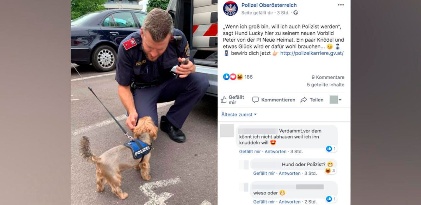 Wird dieser Hund die neue Spürnase der Polizei?
