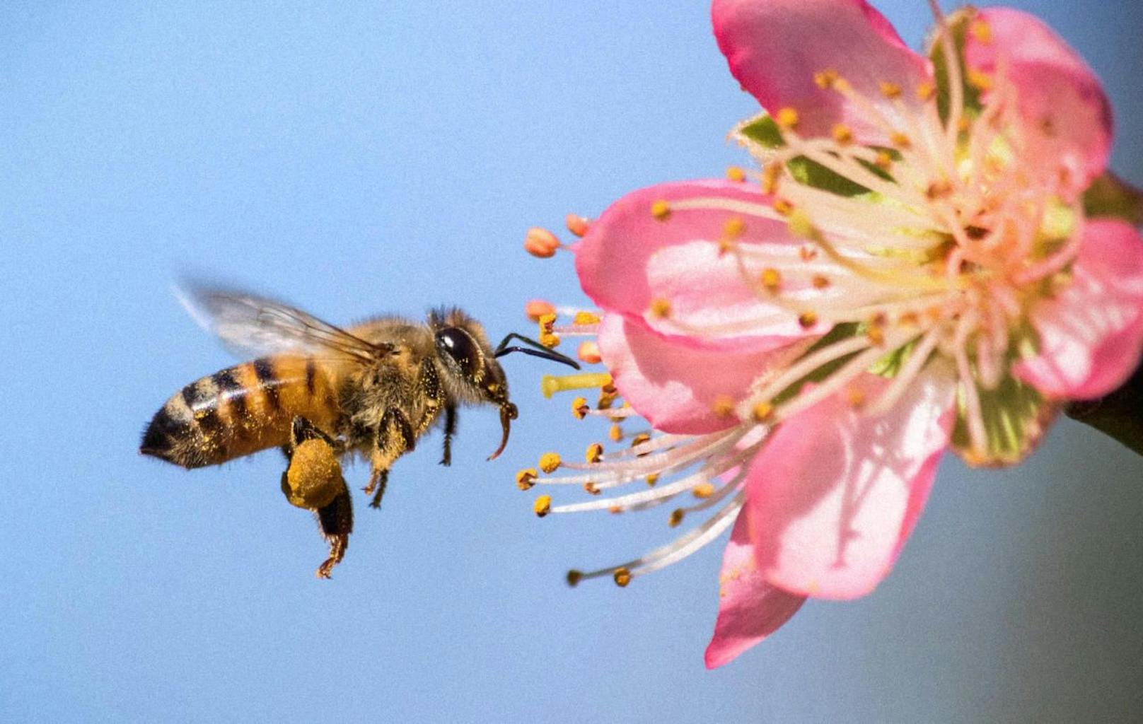 Eine Honigbiene im Anflug auf eine Blüte. Symbolfoto.
