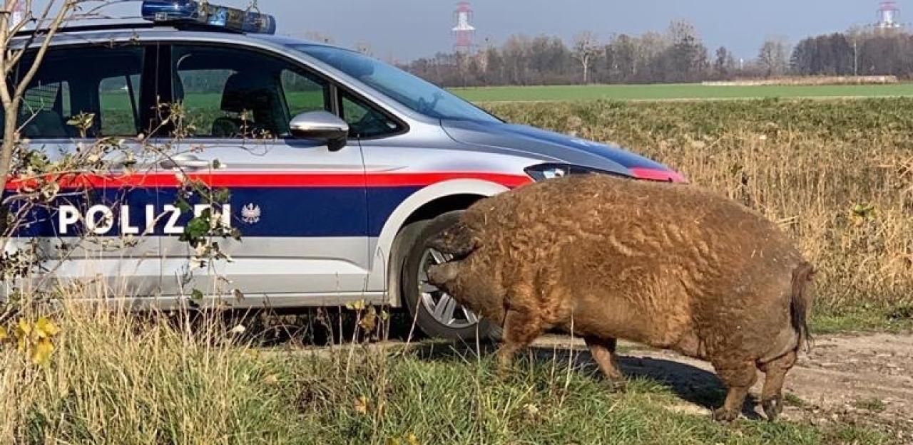 Heute.at - Saukomisch! Polizei fing 11 Mangalica-Schweine ein
