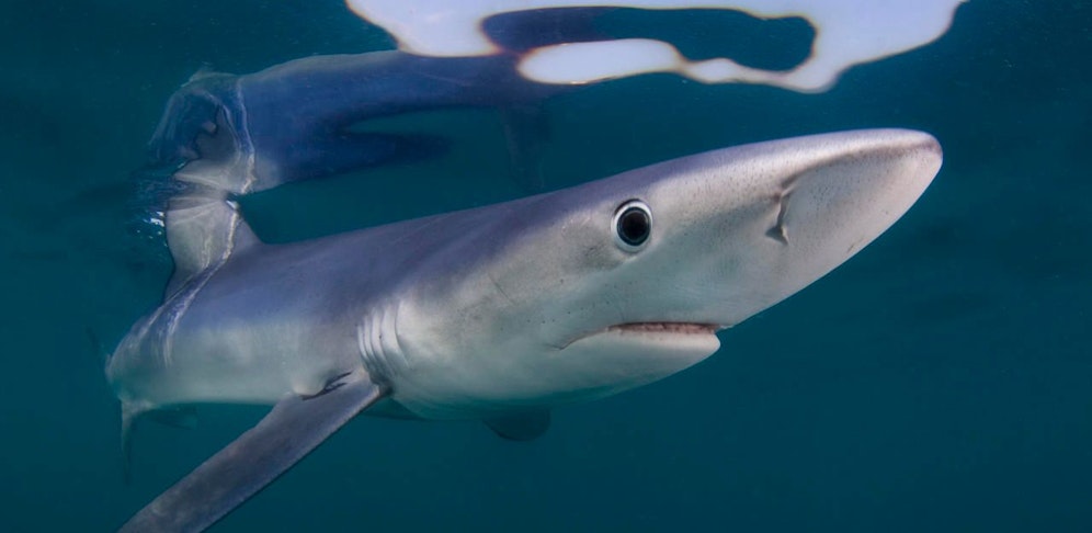 Ein Blauhai hat in Menorca für Aufregung gesorgt. (Symbolbild).