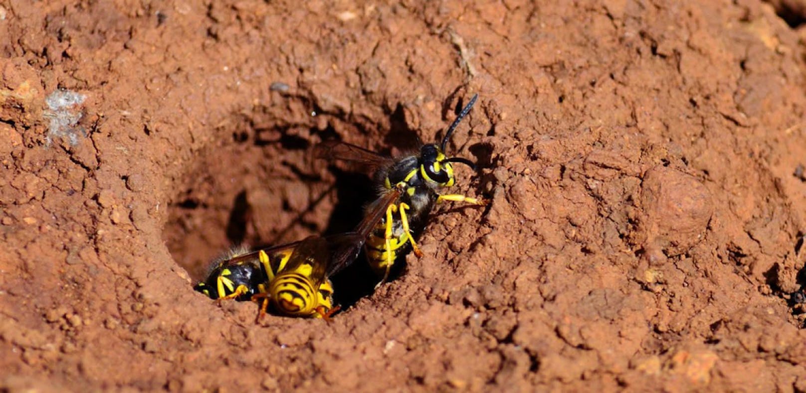 Erdwespen sind gewöhnliche Wespen, die ihr Nest im Untergrund bauen.