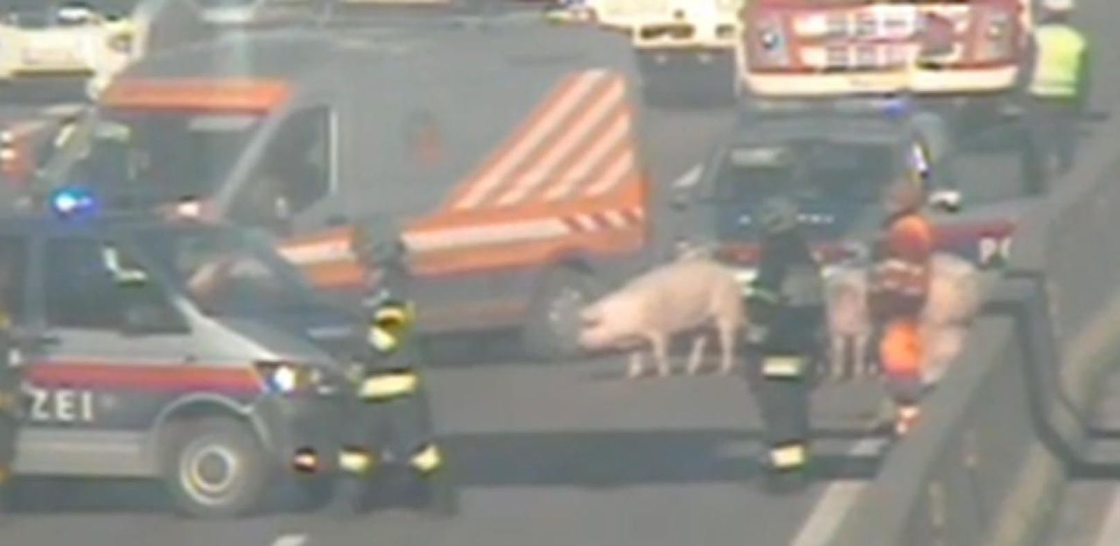 Schweinerei auf der Autobahn
