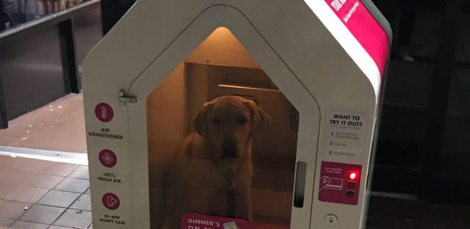 Dieser Hund wurde in eine Park-Box gesperrt. Das Bild sorgt auf Twitter für Wirbel.