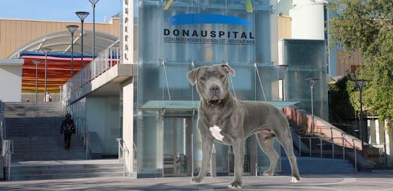 Hundebiss-Opfer (5) befindet sich im Wiener SMZ Ost auf der Normalstation.