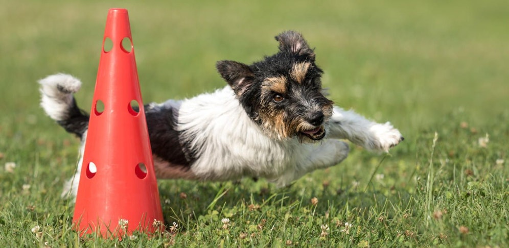 Symbolfoto eines Hundes beim Training. 