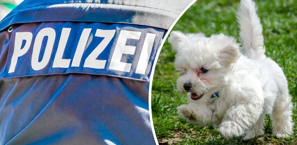 Zwei Männer wollten zwei kranke Hundewelpen verkaufen. 