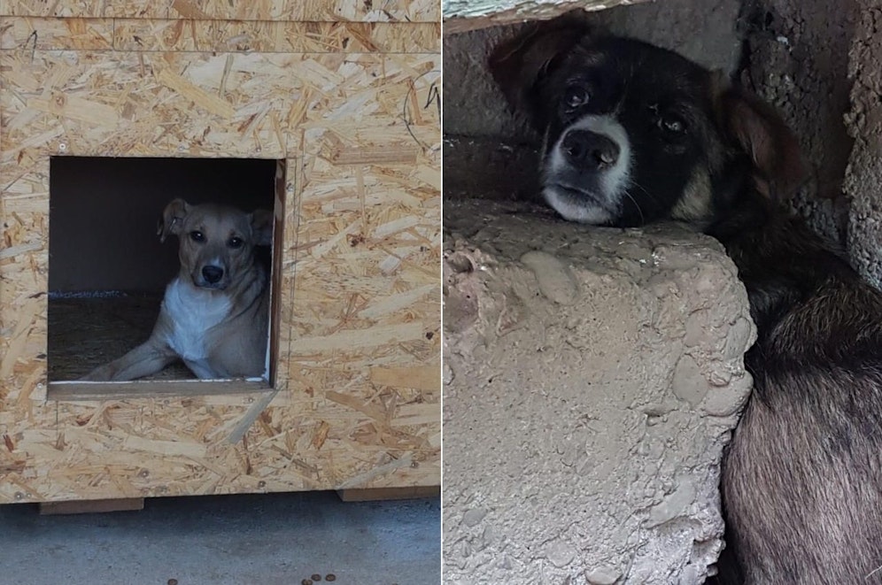 Nadya (li.) und Lili (Re.) suchen ein neues Heim. 