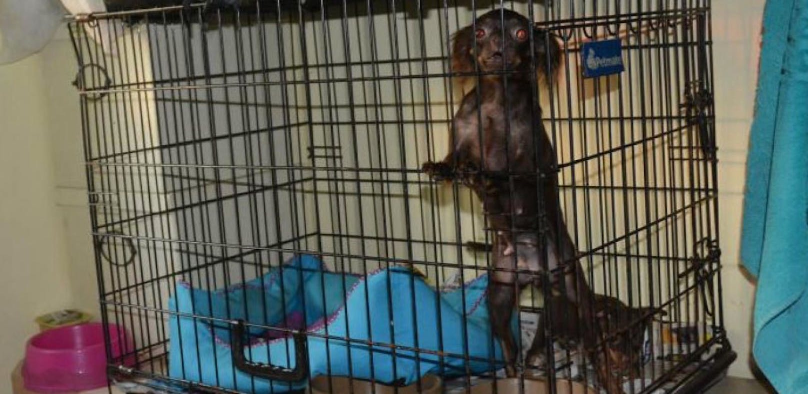 Kleine Hunde in Käfige gesperrt: Polizei-Einsatz