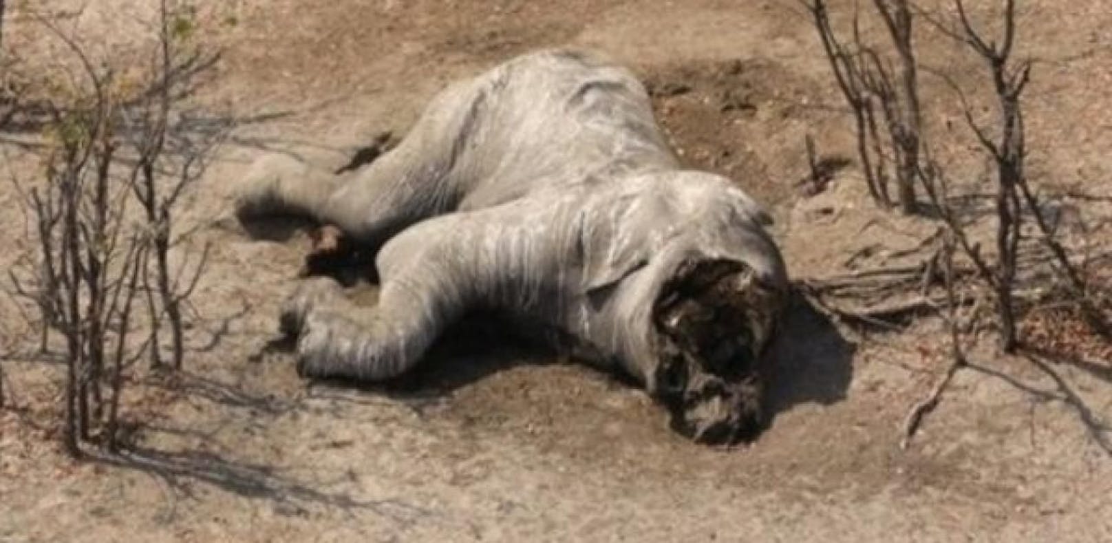 Bei den meisten toten Elefanten in Botswana wurden die Stoßzähne entfernt