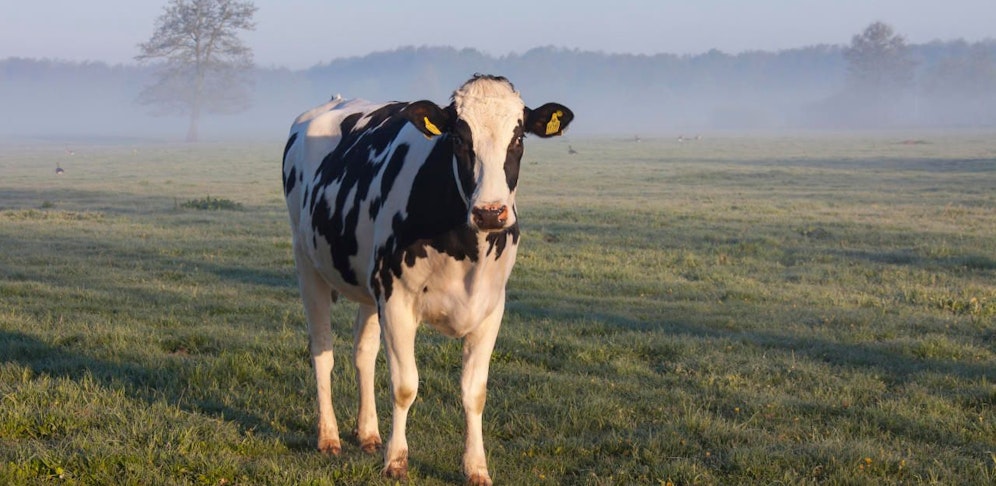 In Rohrbach wurden zwei Menschen mit Rinderseuche angesteckt. (Symbolbild)