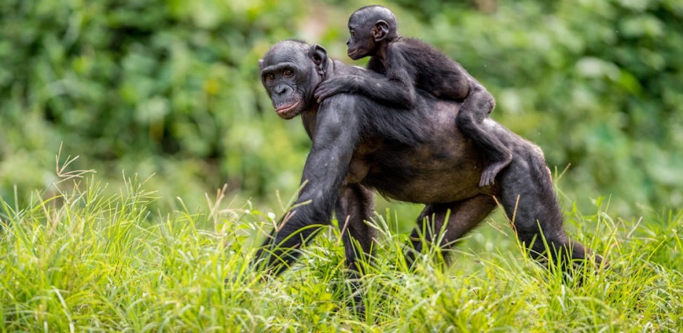 Die Affenmutter konnte sich nicht von ihrem toten Jungtier trennen.