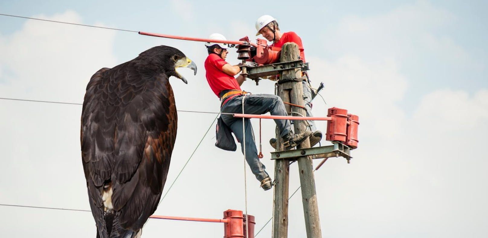 Künftig sollen in NÖ keine Adler mehr von Strommasten gegrillt werden.