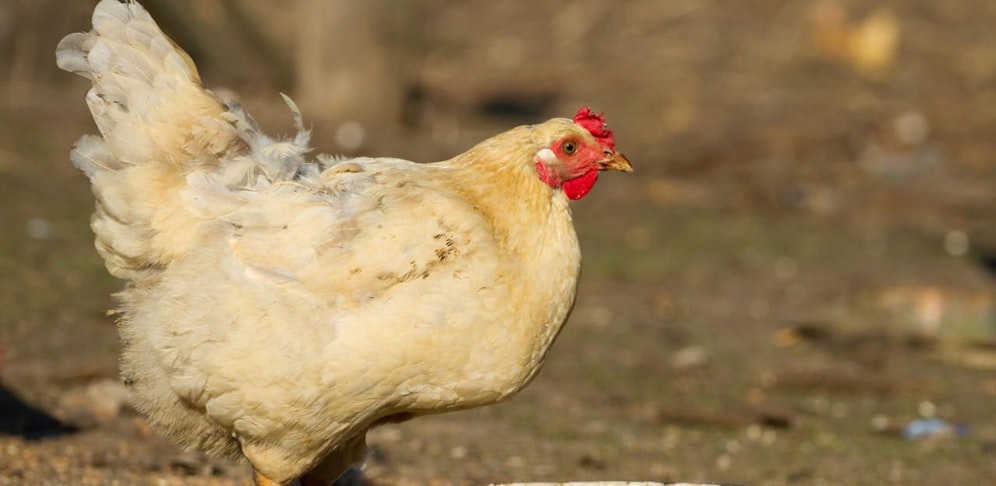 Bis Ende des Jahres laufen sämtliche Käfighaltungen aus - ab 2020 soll es keine heimischen Eier mehr geben, die aus Käfighaltung stammen.