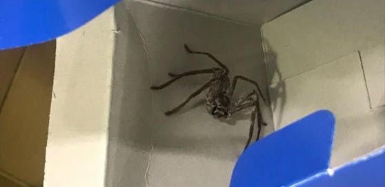 Der Albtraum eines jeden Fluggastes: Riesenspinne im Gepäck. (Quelle: Hauptzollamt München)