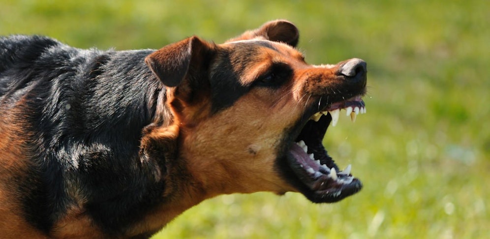 Die 5-Jährige wurde von einem Hund gebissen und verletzt