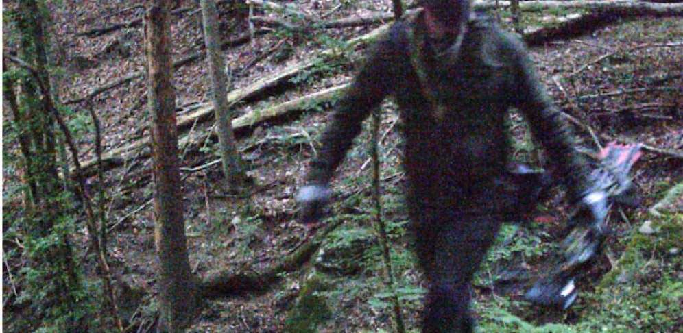 Im Haselgraben bei Linz dürften derzeit Wilder ihr Unwesen treiben, sie jagen mit Pfeil und Bogen. (Bild: Josef Rabmer)